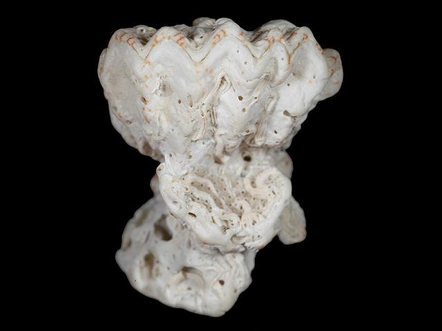 Plicatula gibbosa Atlantic kittens paw Marine Bivalve Images
