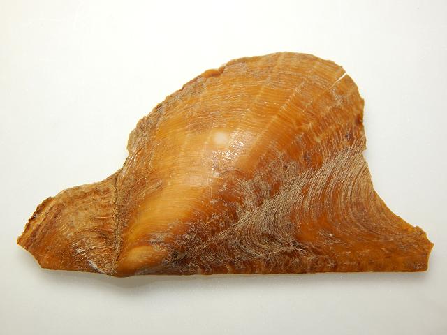 Pteria colymbus Atlantic winged oyster Marine Bivalve Images