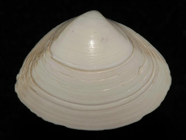 Spisula solida Thick Trough Shell