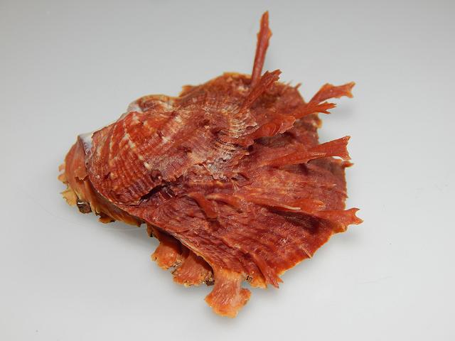 Spondylus tenuis ictericus Digitate thorny oyster Marine Bivalve Images