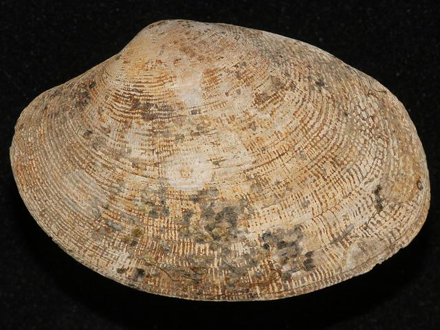 Venerupis Ruditapes decussatus Tapes decussata Cross Cut or Grooved Carpet Shell Marine Bivalve Images