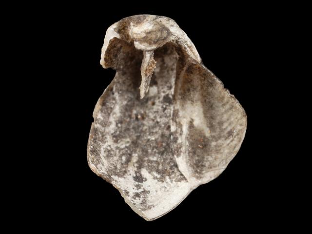 Teredo navalis Naval or Great shipworm Teredinidae Images