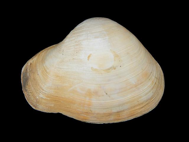 Thracia convexa Convex lantern shell Marine Bivalve Images