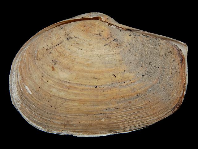 Thracia pubescens Pubescent or Large lantern shell Marine Bivalve Images