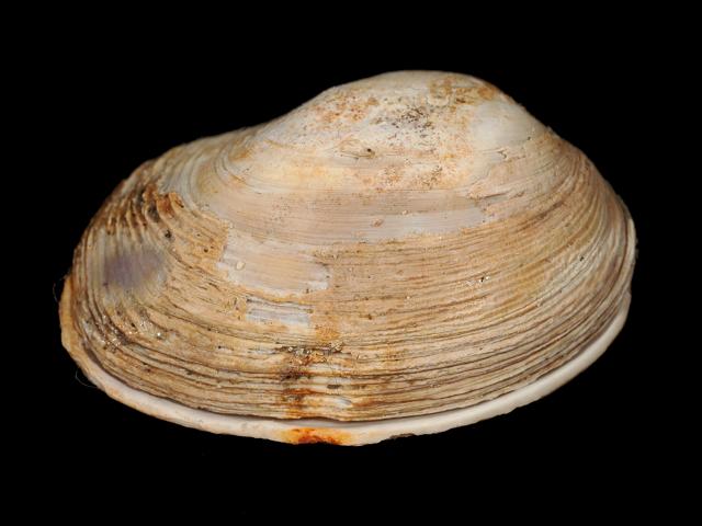Venerupis senegalensis var saxatilis Pullet Carpet Shell