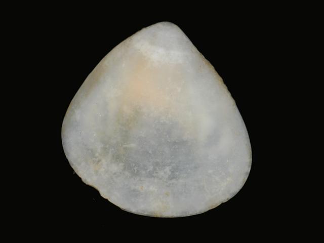 Goodallia triangularis Triangular astarte Marine Bivalve Images