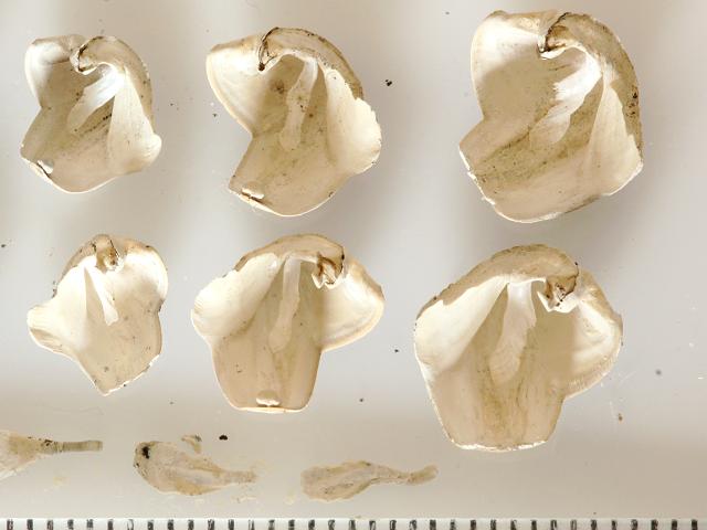 Nototeredo norvagica synonym Nototeredo norvegica Norway Shipworm Teredinidae Images