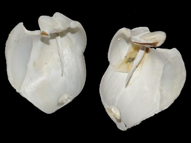 Psiloteredo megotara Big Ear Shipworm Teredinidae Images
