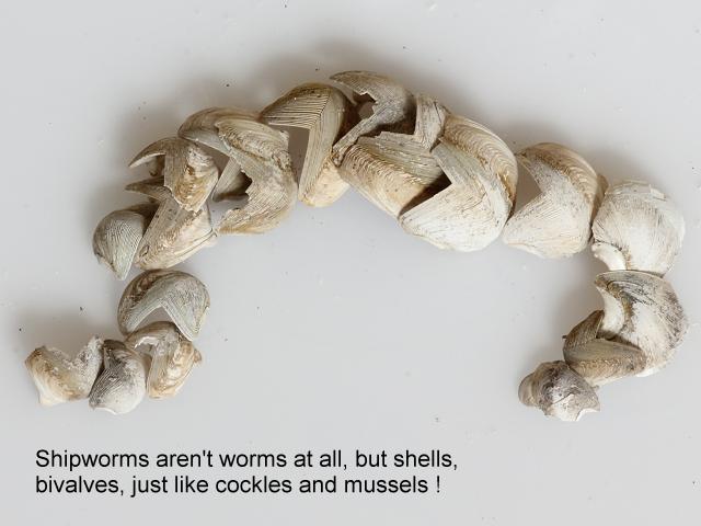 Shipworms General Images habitat tubes Teredinidae