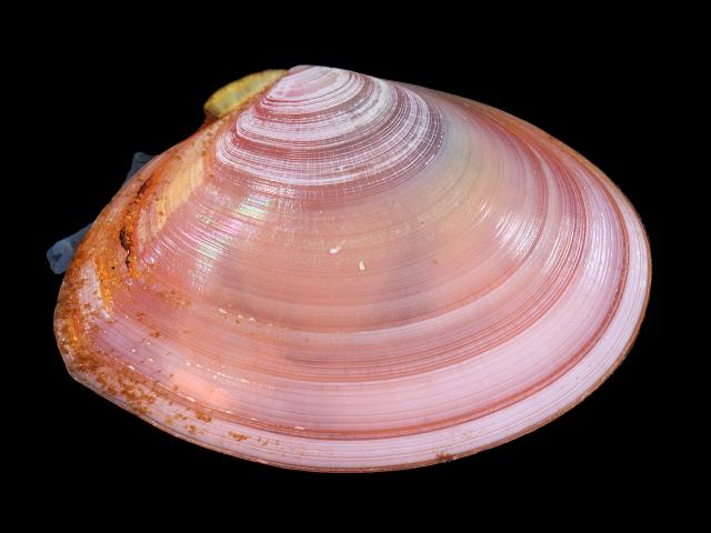 Angulus tenuis Tellina Thin tellin Marine Bivalve Images