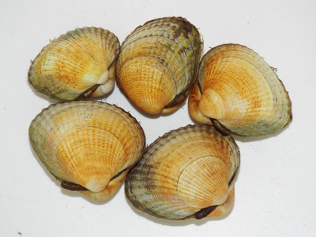 Cerastoderma edule Cardium edule Common cockle Marine Bivalve Images