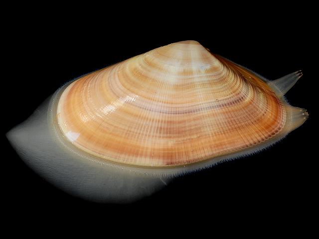 Donax vittatus Banded Wedge Shell