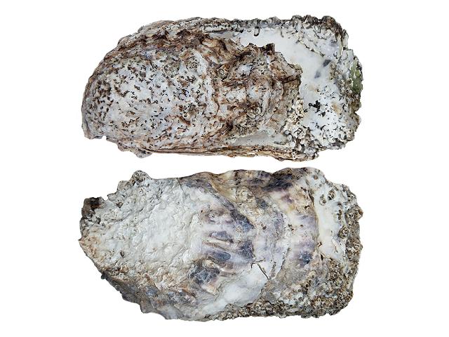 Magallana gigas syn Crassostrea gigas Portuguese, Rock or Pacific oyster Pacific Japanese Miyagi Marine Bivalve Images