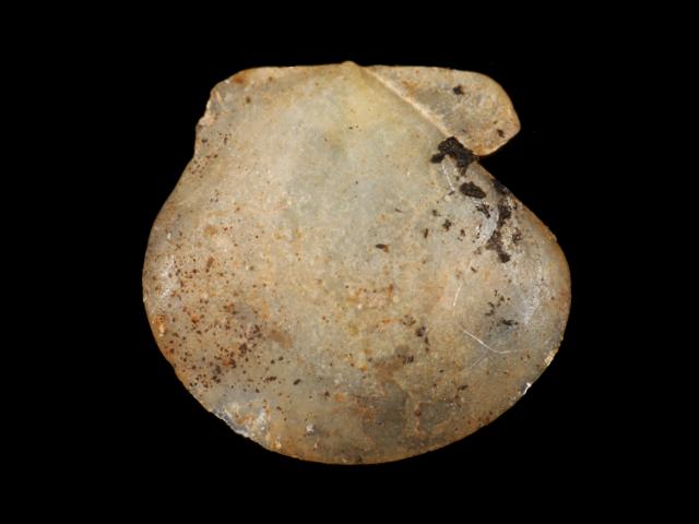 Similipecten similis Pygmy scallop Marine Bivalve Images