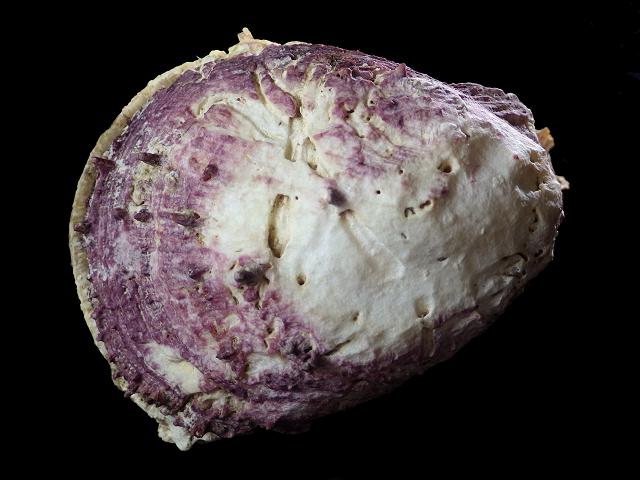 Spondylus gaederopus European thorny oyster Marine Bivalve Images