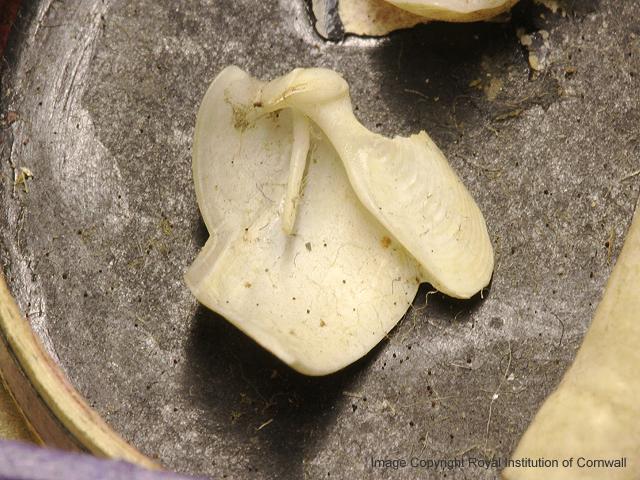 Bankia bipennata Shipworm Marine Bivalve Images
