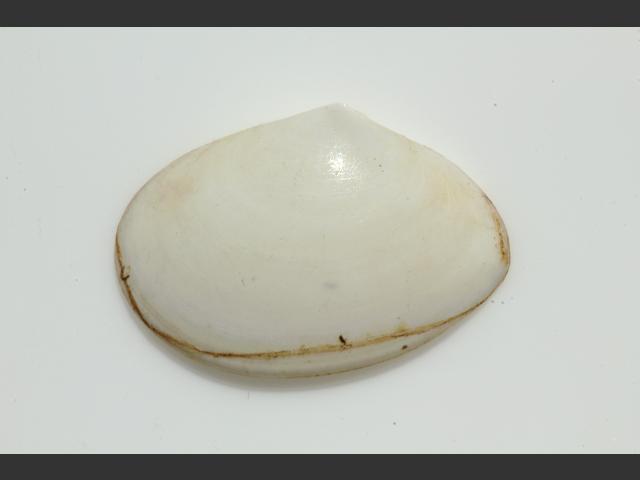 Abra alba White Furrow shell Marine Bivalve Images