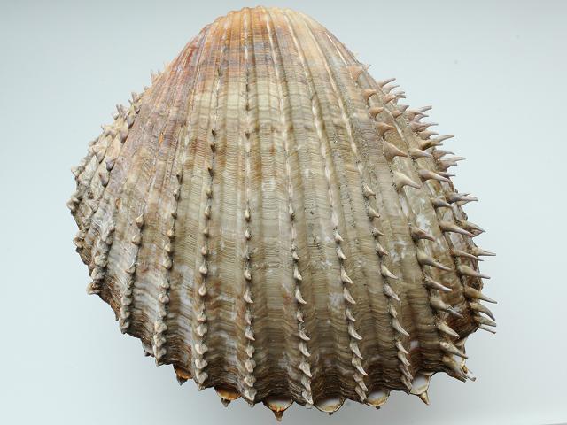 Acanthocardia aculeata Spiny cockle or Red nose Marine Bivalve Images