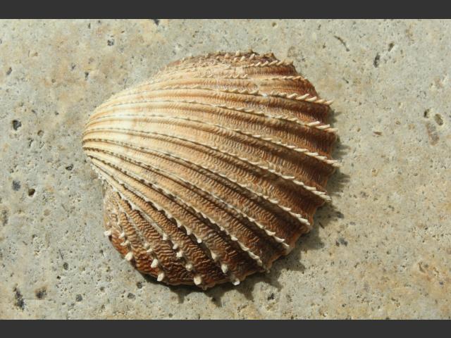 Acanthocardia echinata Prickly cockle Marine Bivalve Images