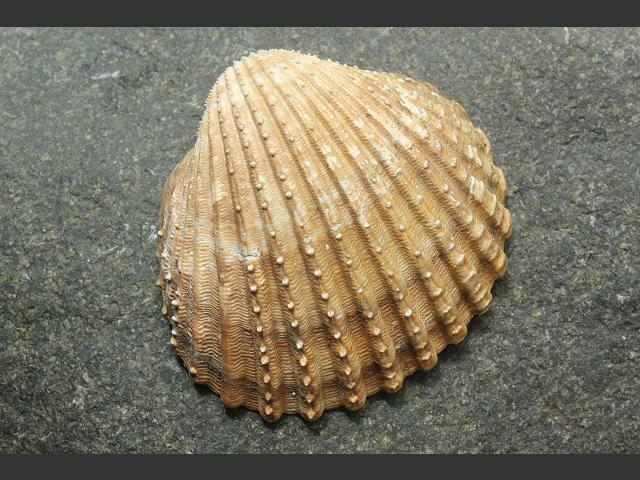 Acanthocardia tuberculata Rough cockle Marine Bivalve Images