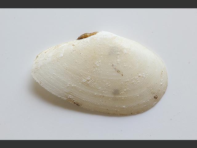 Angulus fabula Bean like tellin Marine Bivalve Images