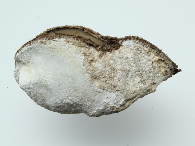 Arca tetragonae Four sided Ark Shell or Common noahs ark Marine Bivalve Images