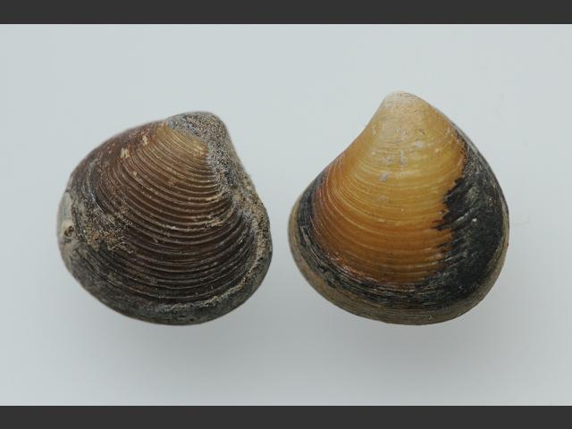 Astarte montagui Flat astarte Marine Bivalve Images