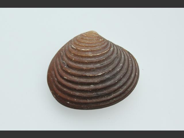 Astarte sulcata Furrowed astarte Marine Bivalve Images