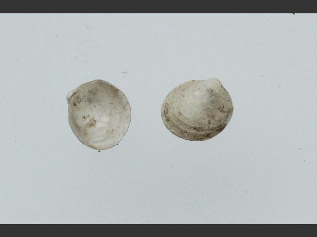 Axinulus croulinensis Thyasira croulinensis Marine Bivalve Images
