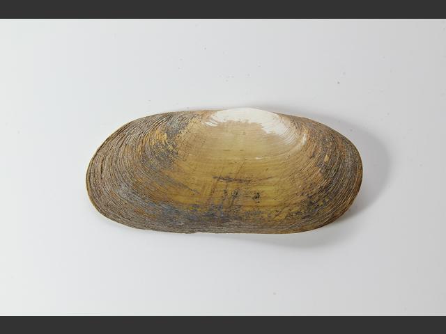 Azorinus chamasolen Solecurtus scopula Marine Bivalve Images