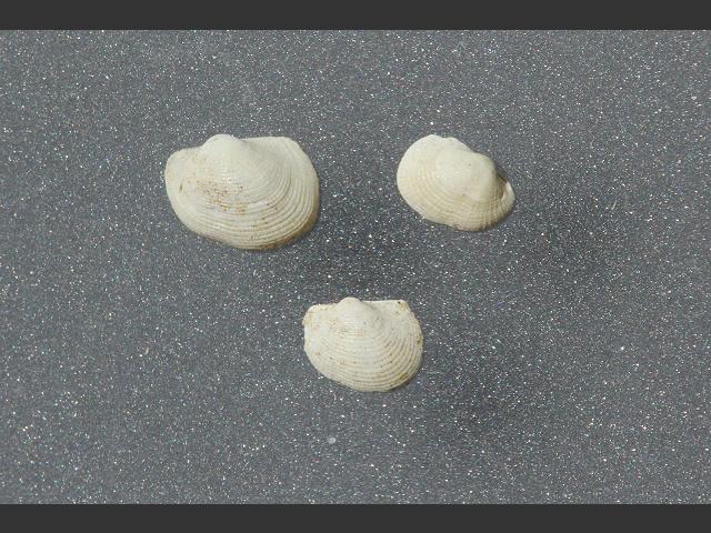 Bathyarca pectunculoides Comb bathyark or Hebridean ark Marine Bivalve Images