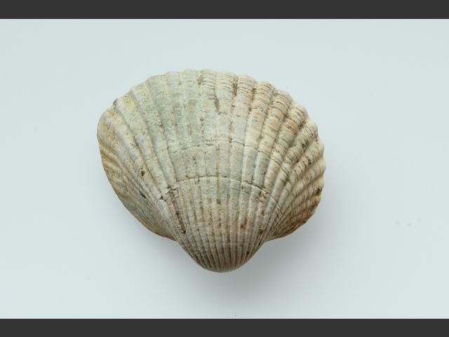 Cerastoderma glaucum Lagoon cockle Marine Bivalve Images