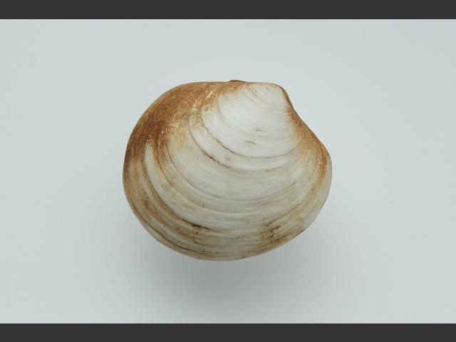 Diplodonta rotundata Round double tooth Marine Bivalve Images