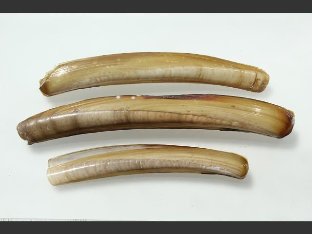 Ensis magnus Sword razor Marine Bivalve Images