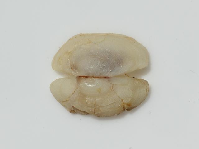 Galeomma turtoni Turtons weasel eye Marine Bivalve Images