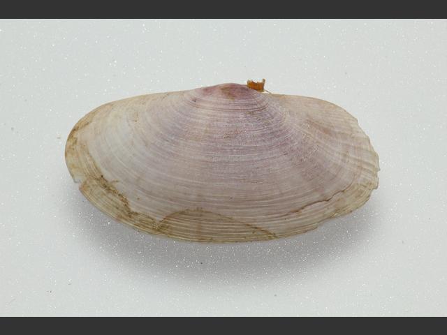 Gari costulata Ribbed sunset shell Marine Bivalve Images