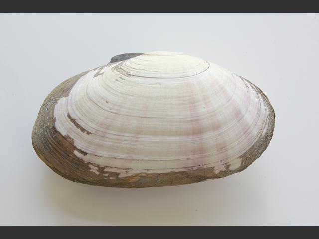 Gari depressa Large sunset shell Marine Bivalve Images