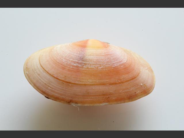 Gari tellinella Tellin like sunset shell Marine Bivalve Images