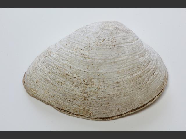 Gastrana fragilis Brittle tellin Marine Bivalve Images