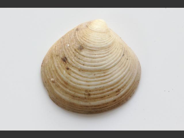 Gouldia minima Little Circe shell Marine Bivalve Images
