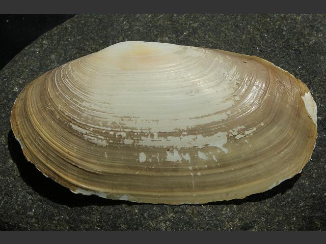 Lutraria lutraria Common Otter Shell