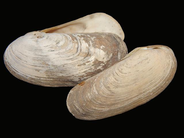 Lutraria oblonga Oblong otter shell Marine Bivalve Images
