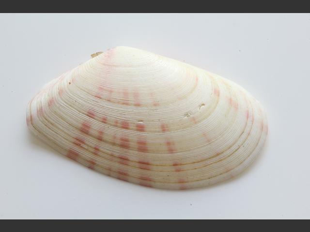 Moerella donacina Donax like tellin Marine Bivalve Images