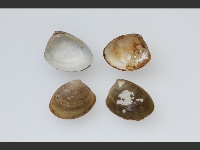 Nucula nitidosa Nucula turgida Shining Nut shell Marine Bivalve Images