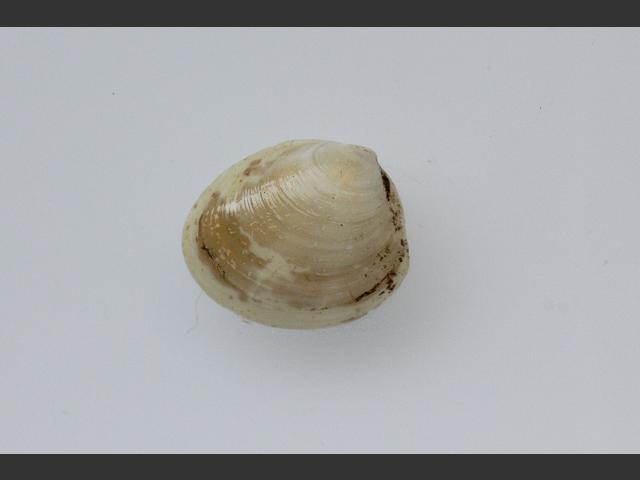 Nucula tenuis Thin nut shell Marine Bivalve Images
