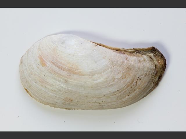 Pandora albida Pandora shell Marine Bivalve Marine Bivalve Images