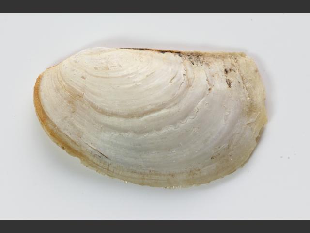 Pandora pinna Pandoras box shell Marine Bivalve Marine Bivalve Images