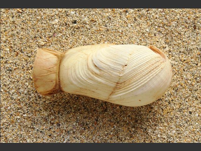 Pholadidea loscombiana Paper piddock Marine Bivalve Images