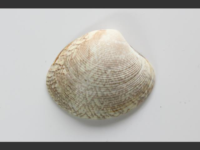 Polititapes aureus Golden carpet shell Marine Bivalve Images