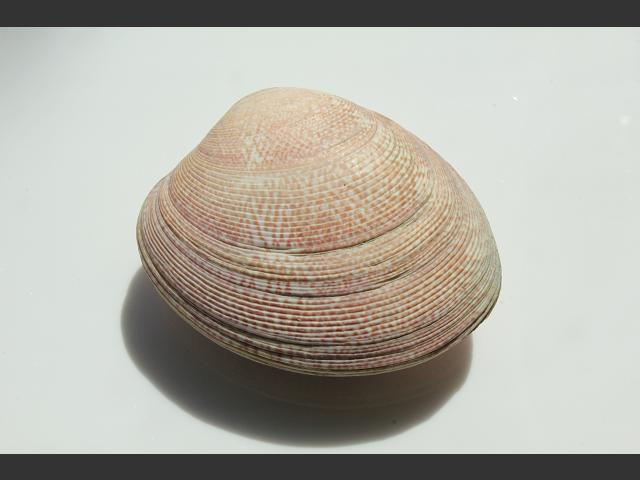 Polititapes virgineus Tapes rhomboides Banded Carpet Shell